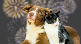 Capodanno, allarme per gli amici a 4 zampe: come proteggere cani e gatti